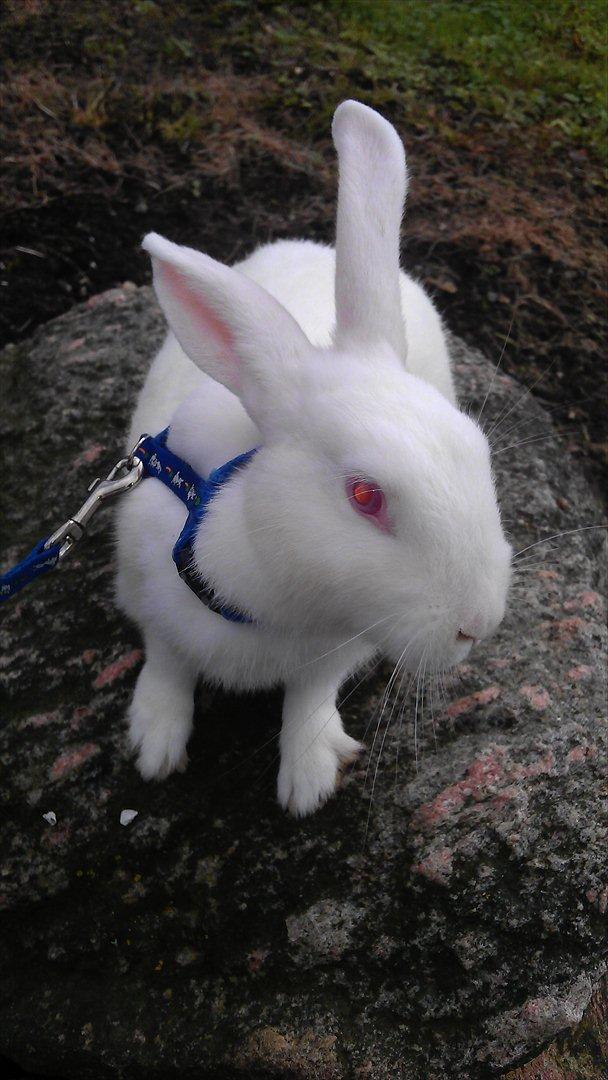 Kanin Snehvide billede 7