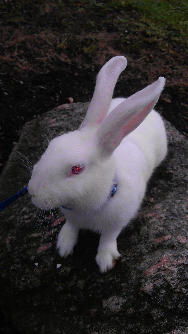 Kanin Snehvide billede 8