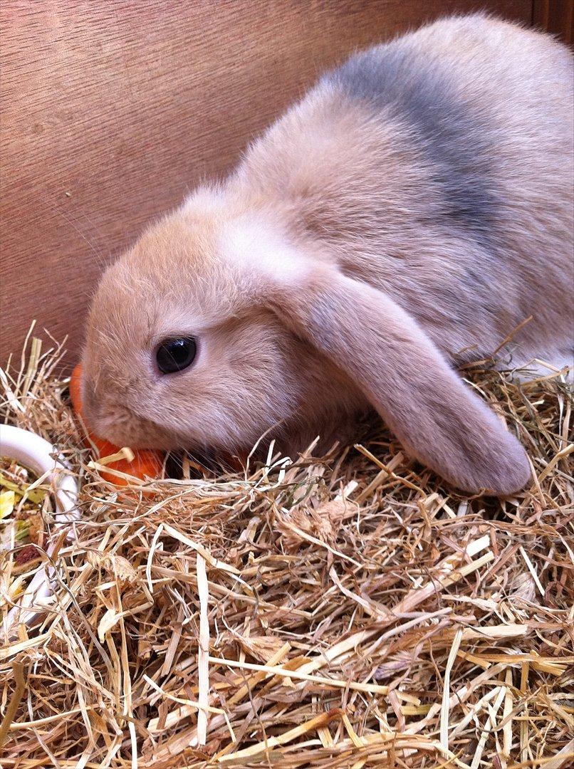 Kanin Lucky - Lucky <3 billede 8