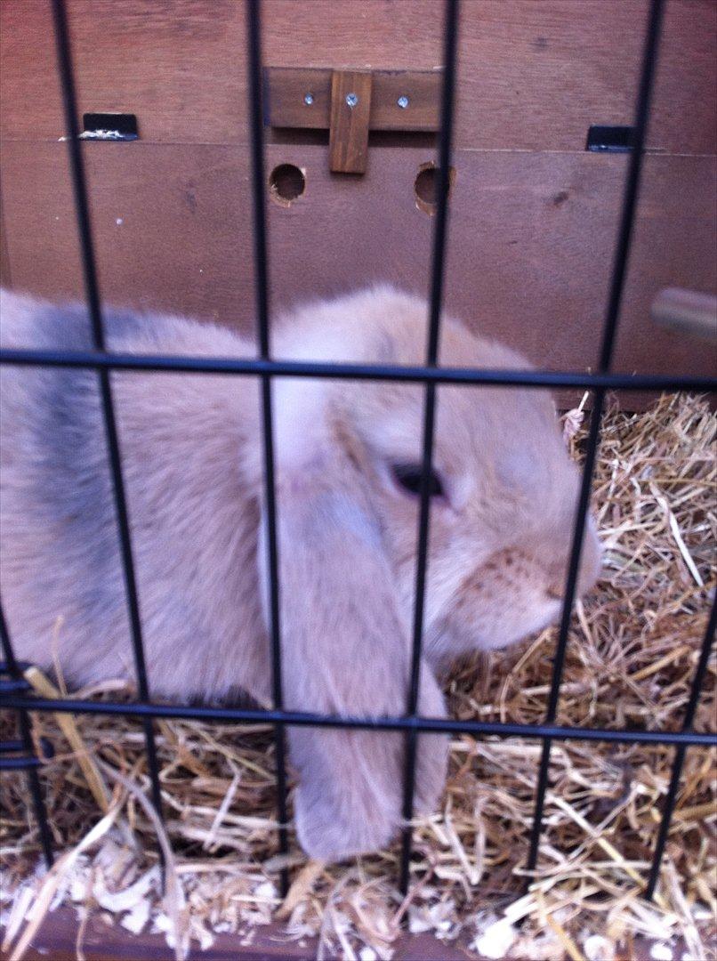 Kanin Lucky - Lucky <3 billede 9