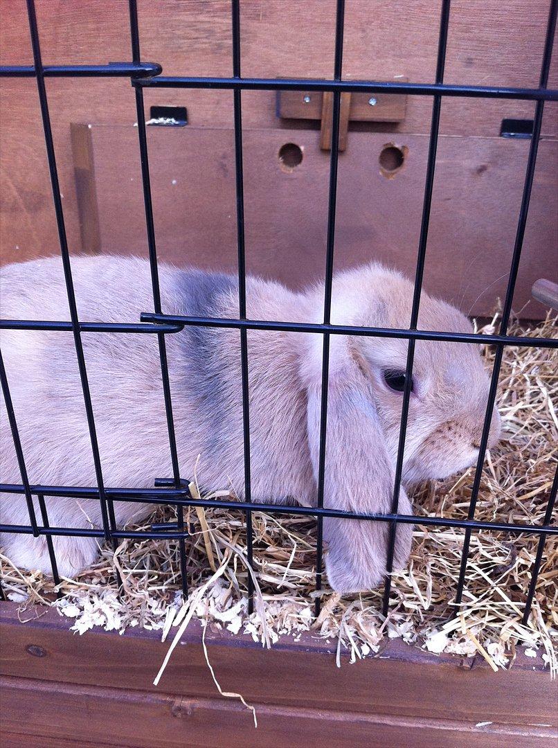 Kanin Lucky - Lucky <3 billede 10