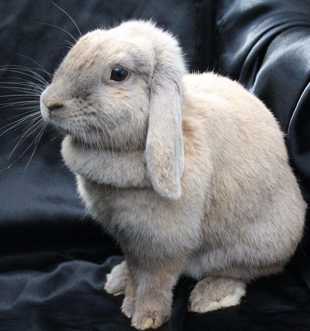 Kanin Magics Be My Angel billede 1