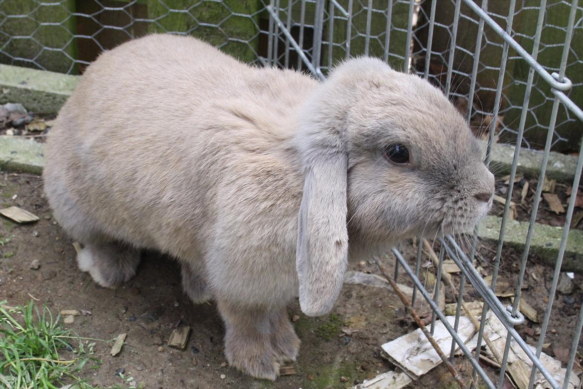 Kanin Magics Be My Angel billede 2