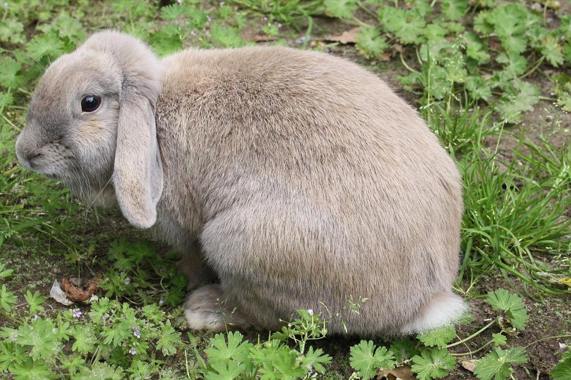 Kanin Magics Be My Angel billede 3