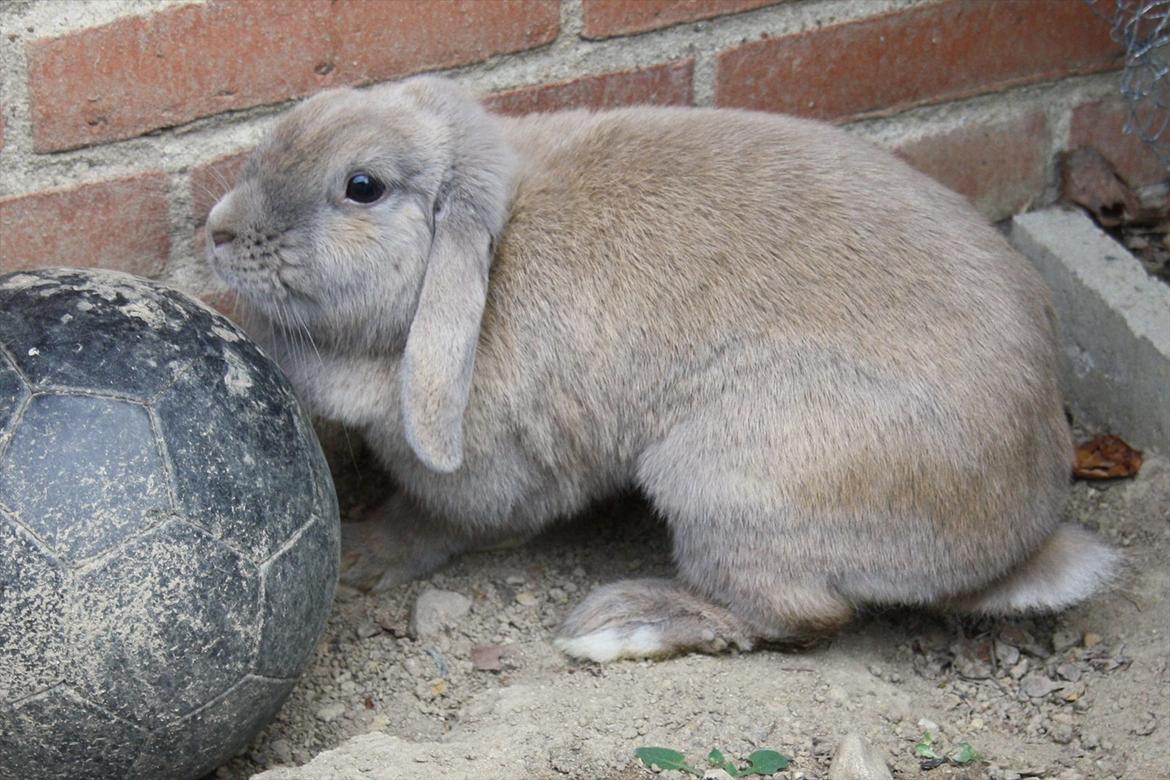 Kanin Magics Be My Angel billede 4