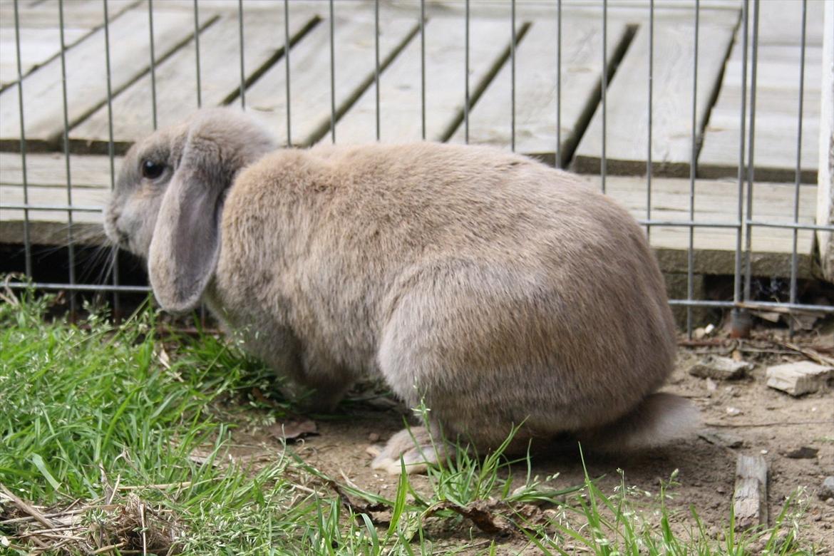 Kanin Magics Be My Angel billede 5