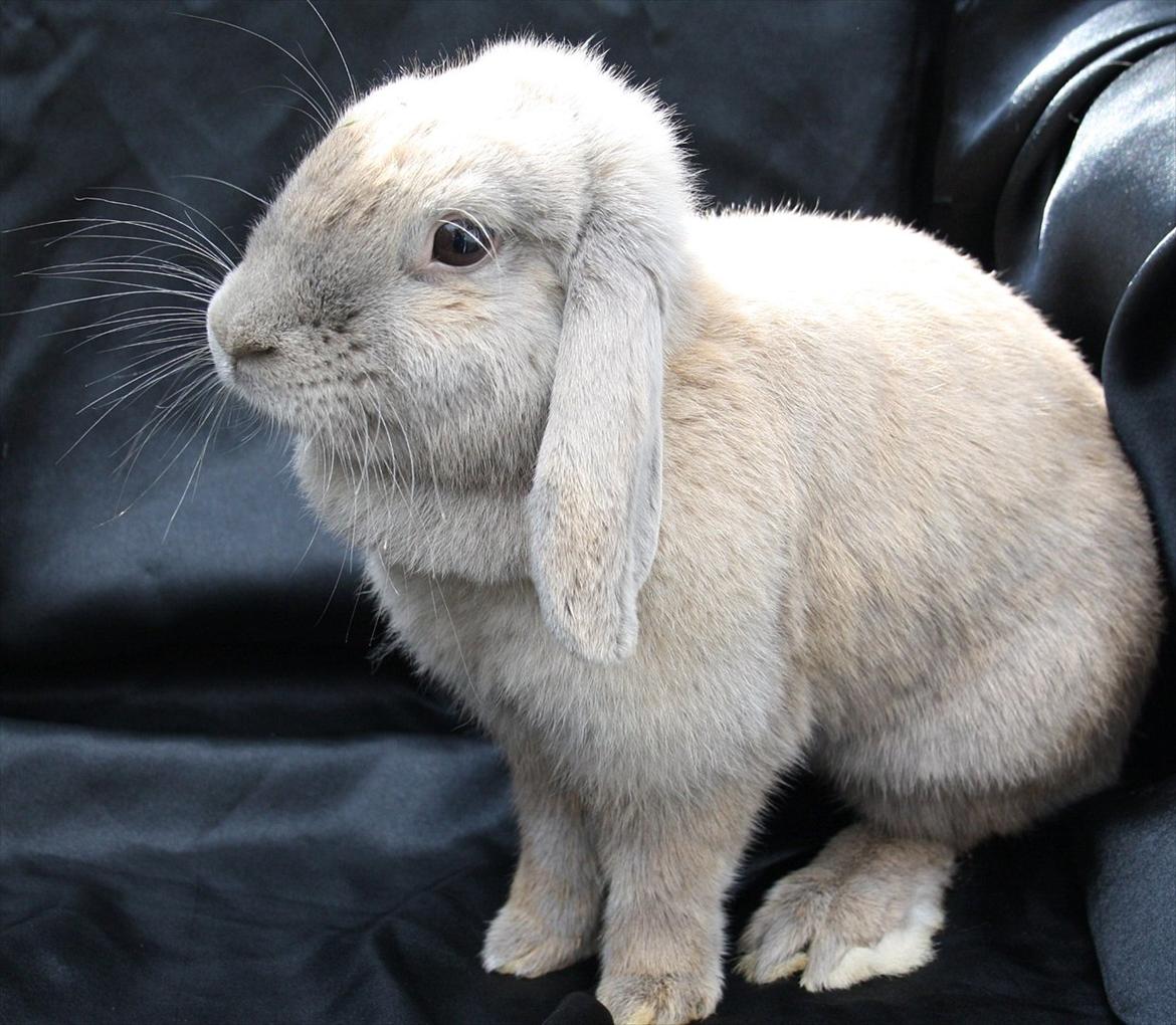 Kanin Magics Be My Angel billede 6