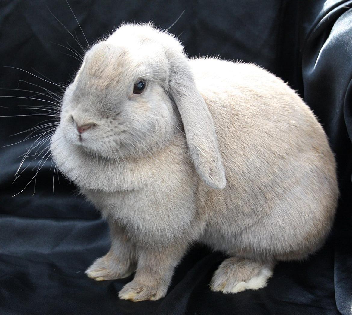 Kanin Magics Be My Angel billede 7