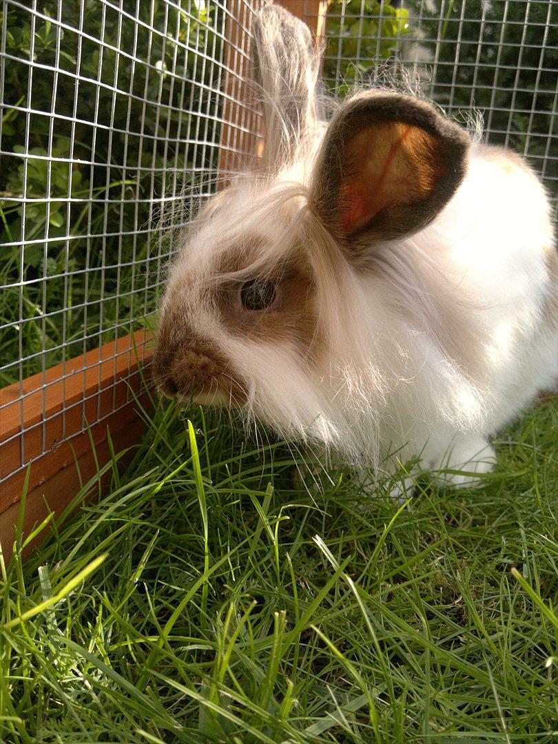 Kanin Nina billede 1