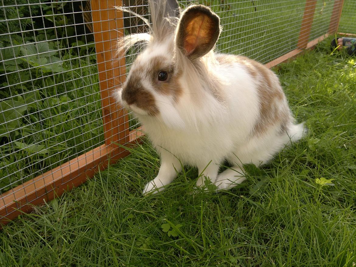 Kanin Nina billede 3