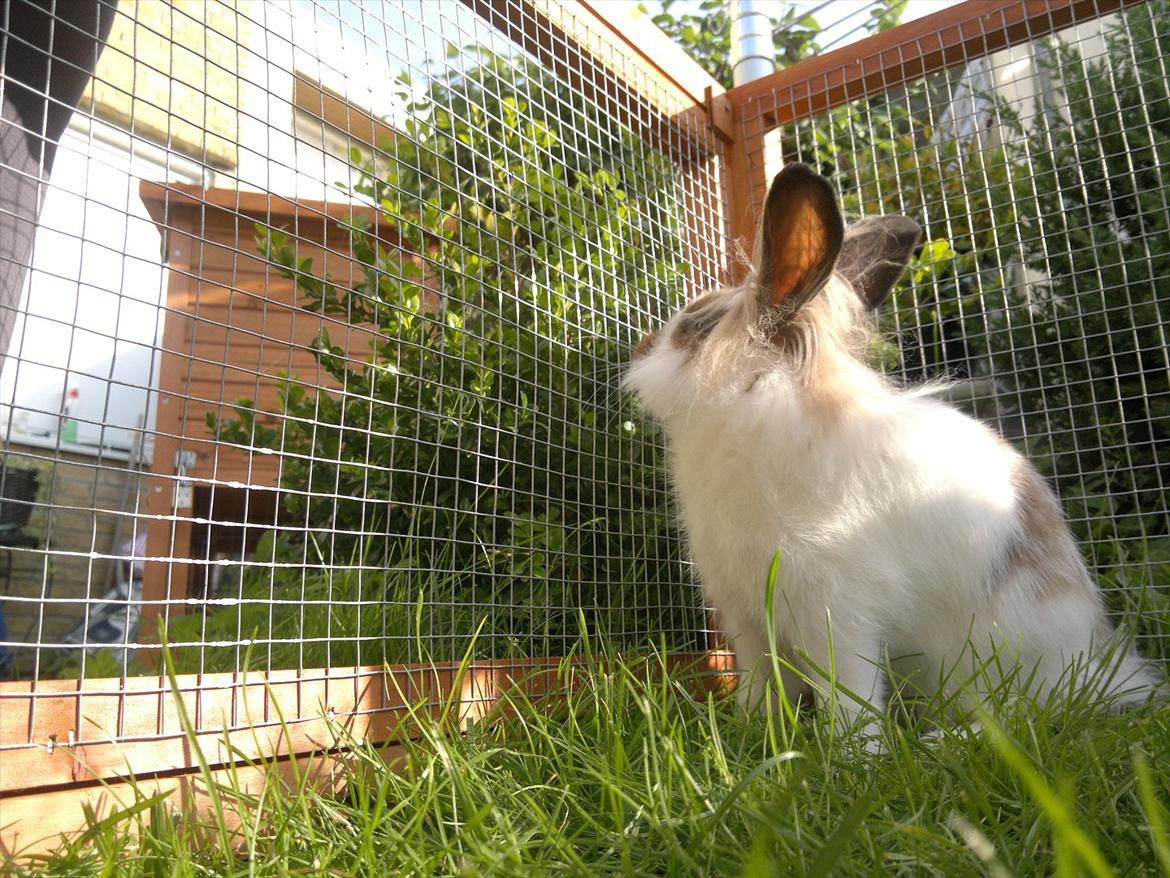 Kanin Nina billede 4