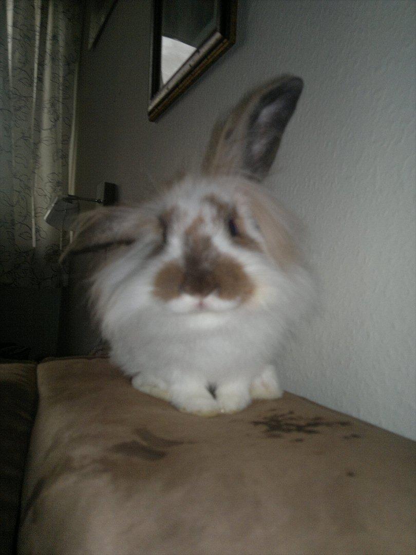 Kanin Nina billede 5