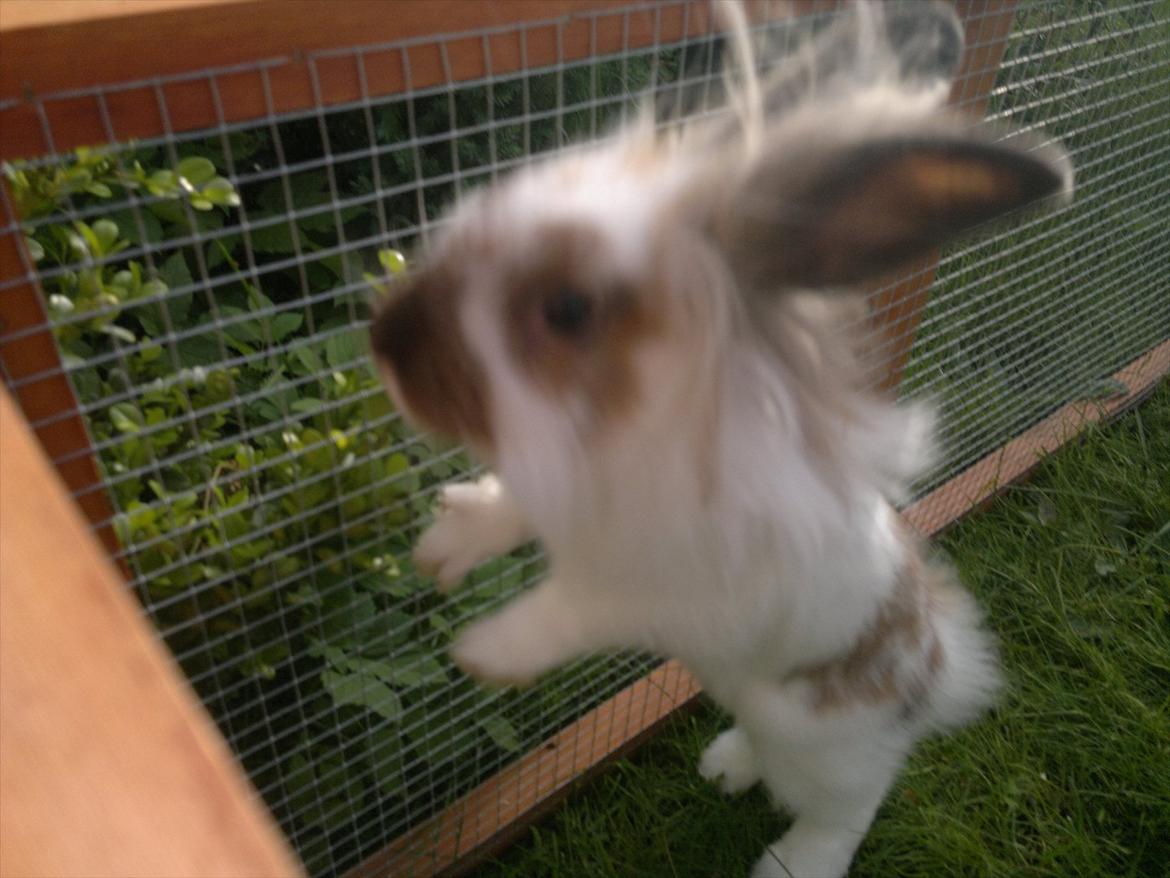 Kanin Nina billede 6