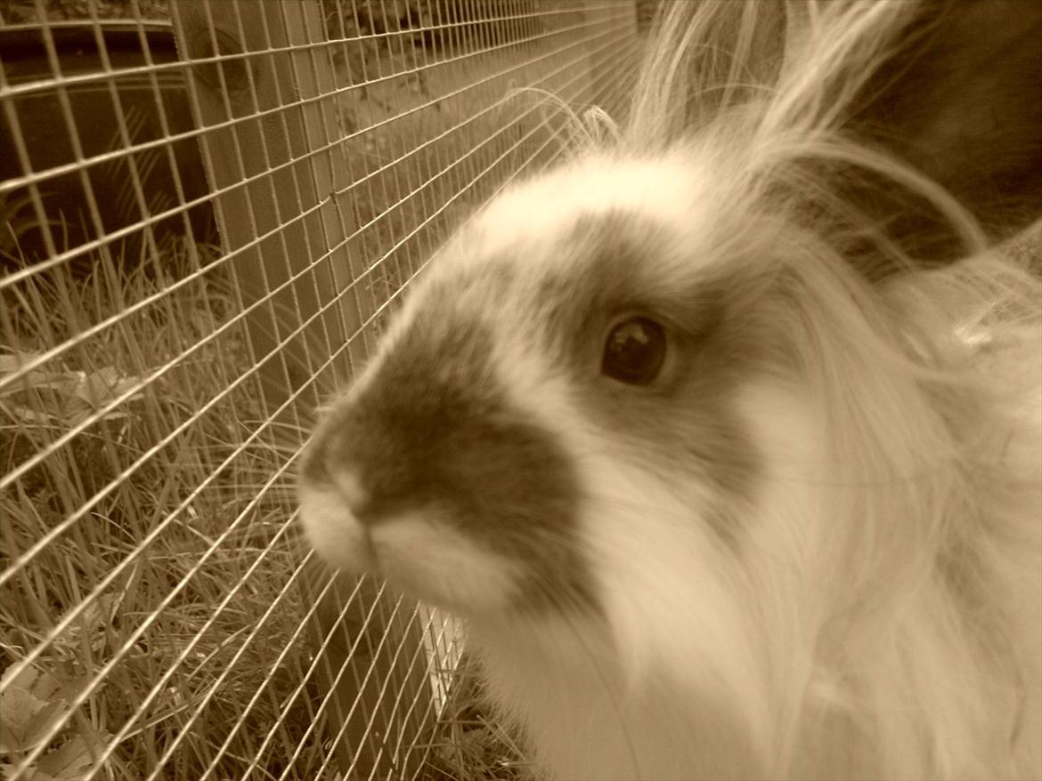 Kanin Nina billede 7