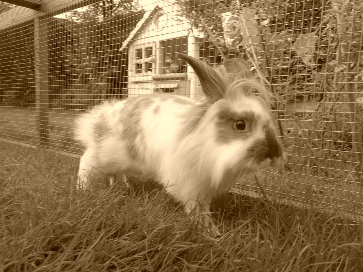 Kanin Nina billede 8