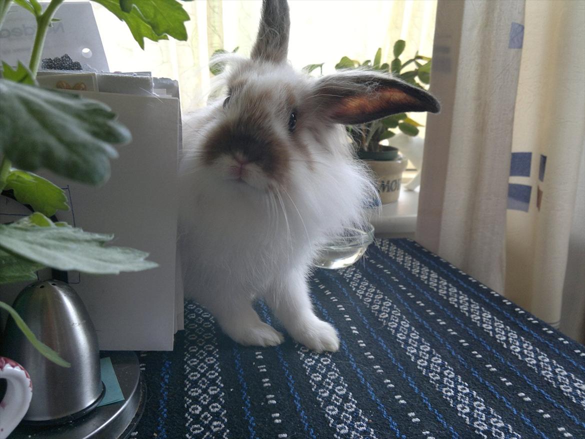 Kanin Nina billede 9