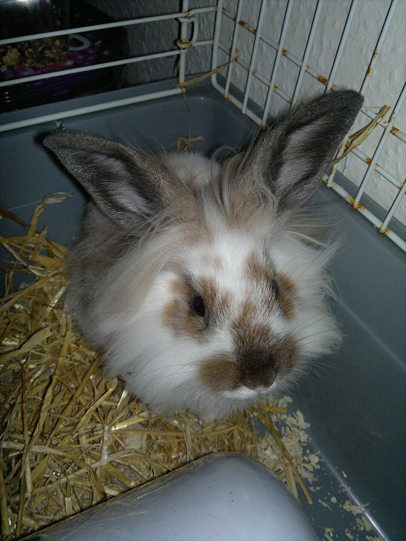 Kanin Nina billede 10