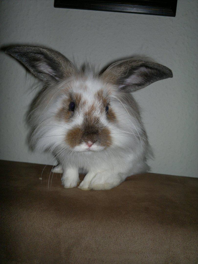 Kanin Nina billede 11