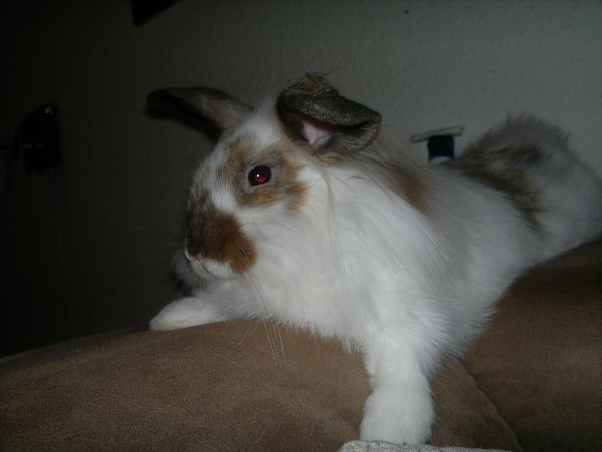 Kanin Nina billede 12