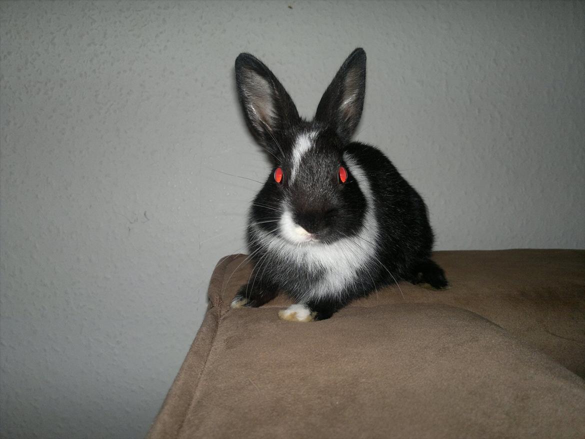 Kanin Sille billede 1