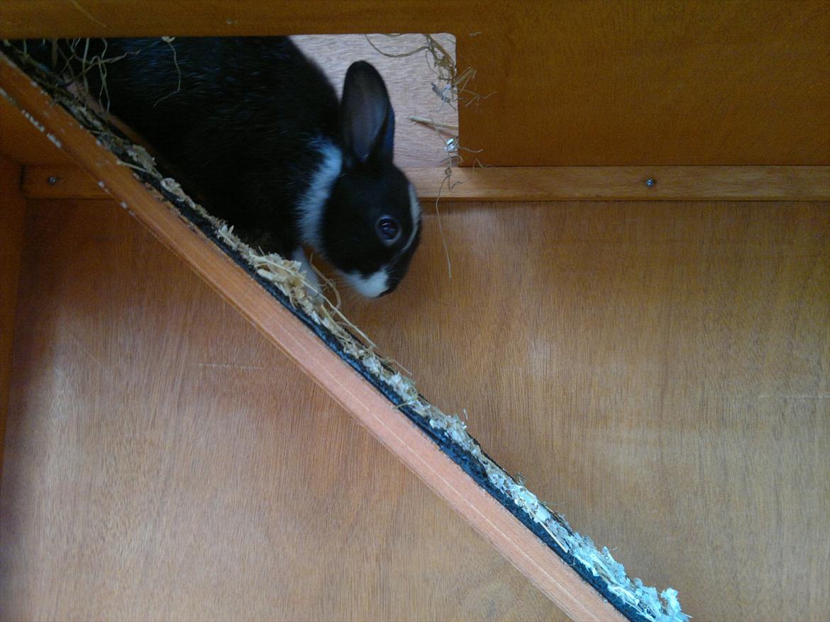 Kanin Sille billede 2