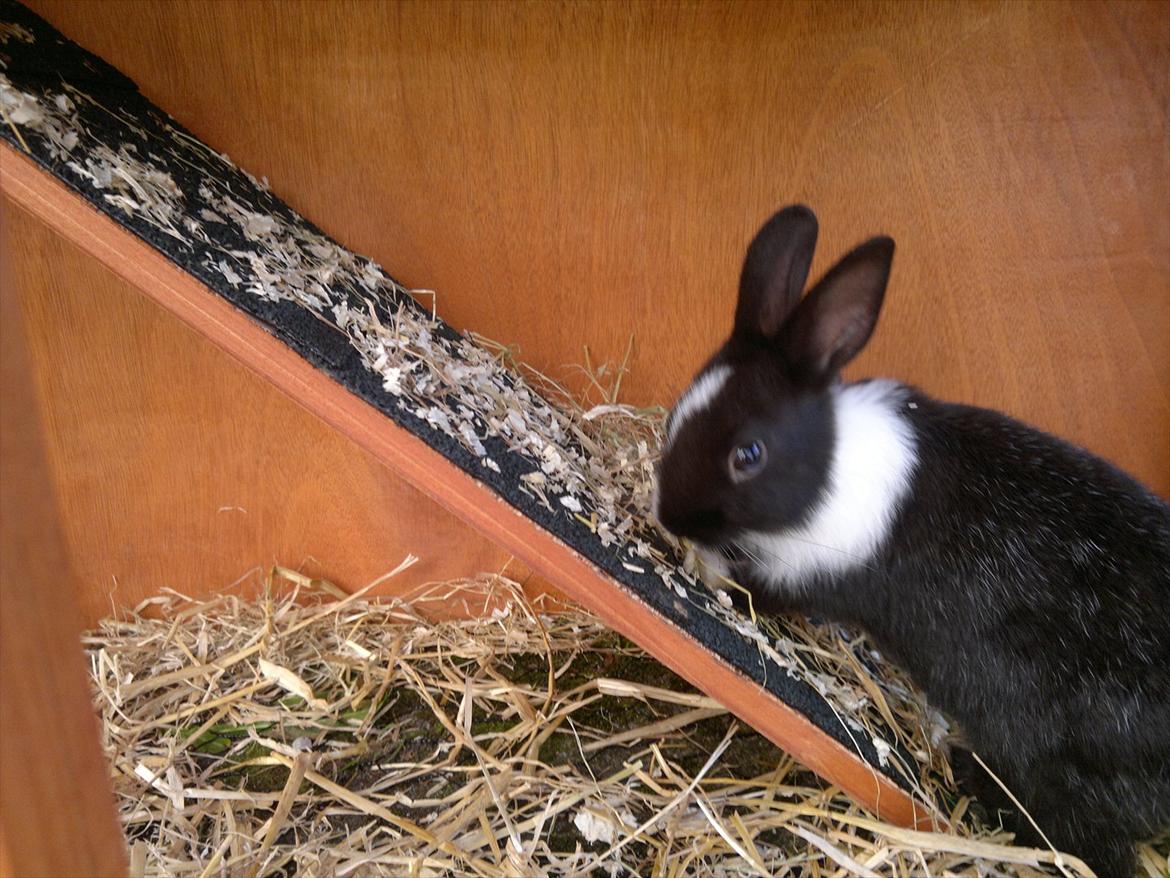 Kanin Sille billede 3