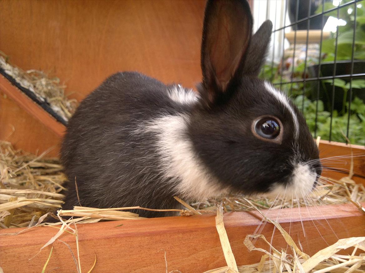 Kanin Sille billede 4