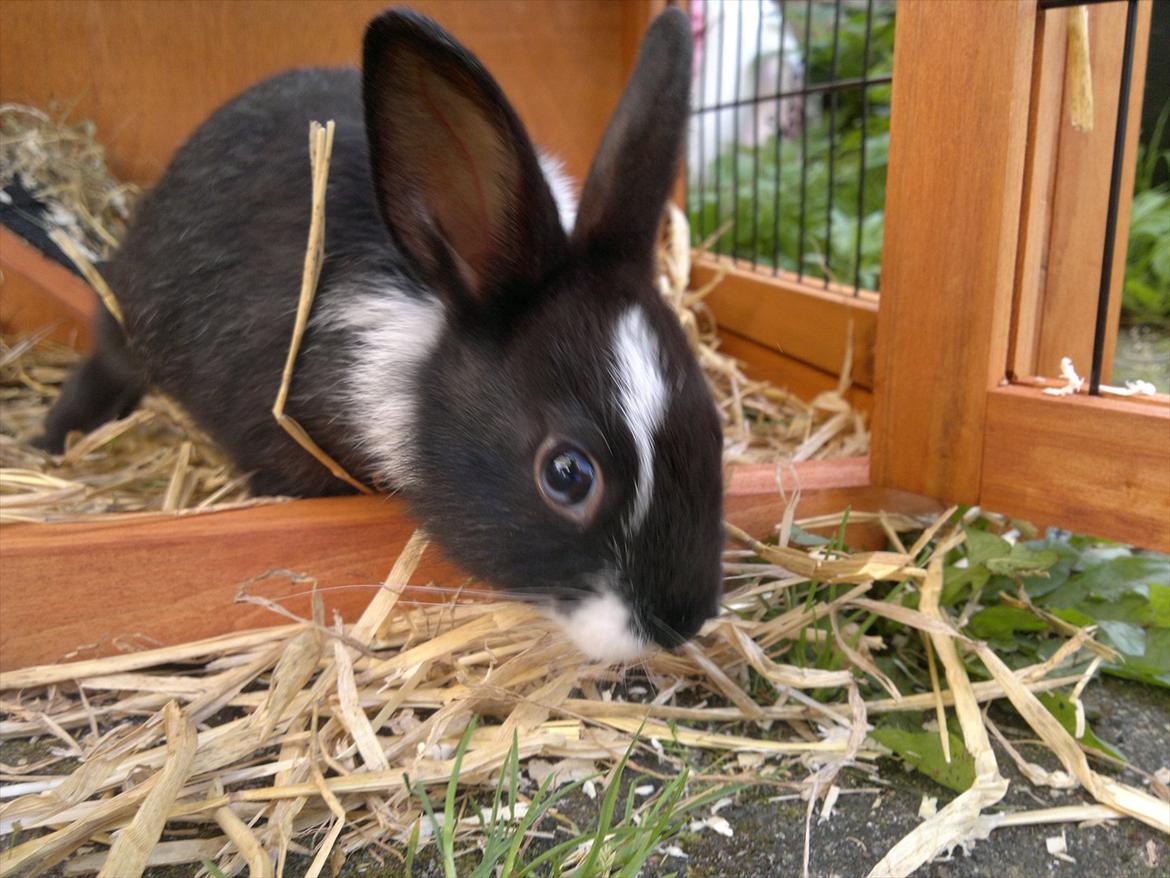 Kanin Sille billede 5