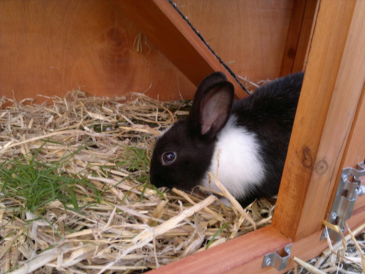 Kanin Sille billede 6