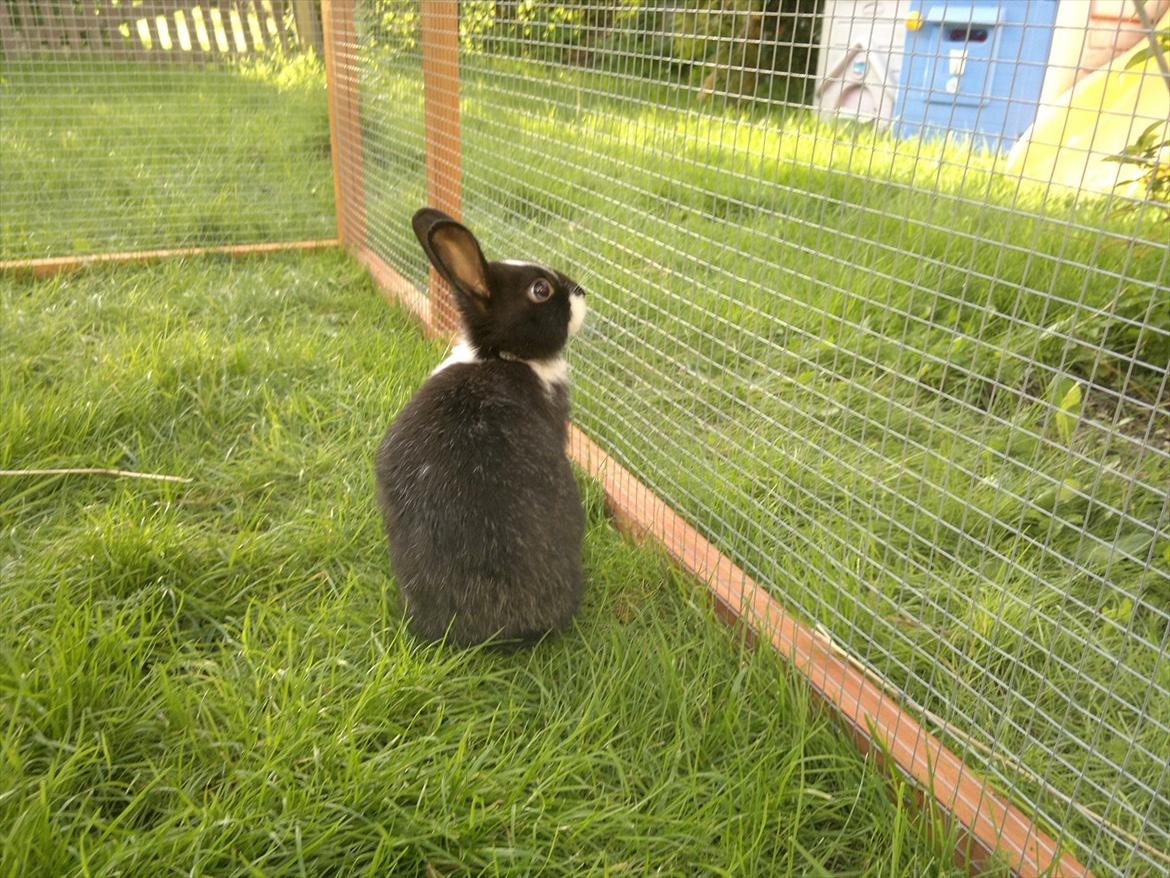 Kanin Sille billede 7