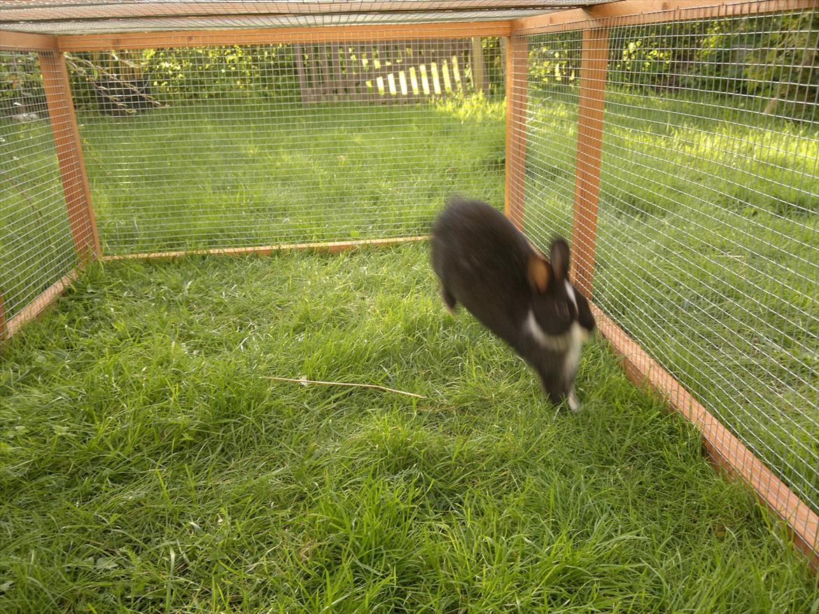 Kanin Sille billede 8