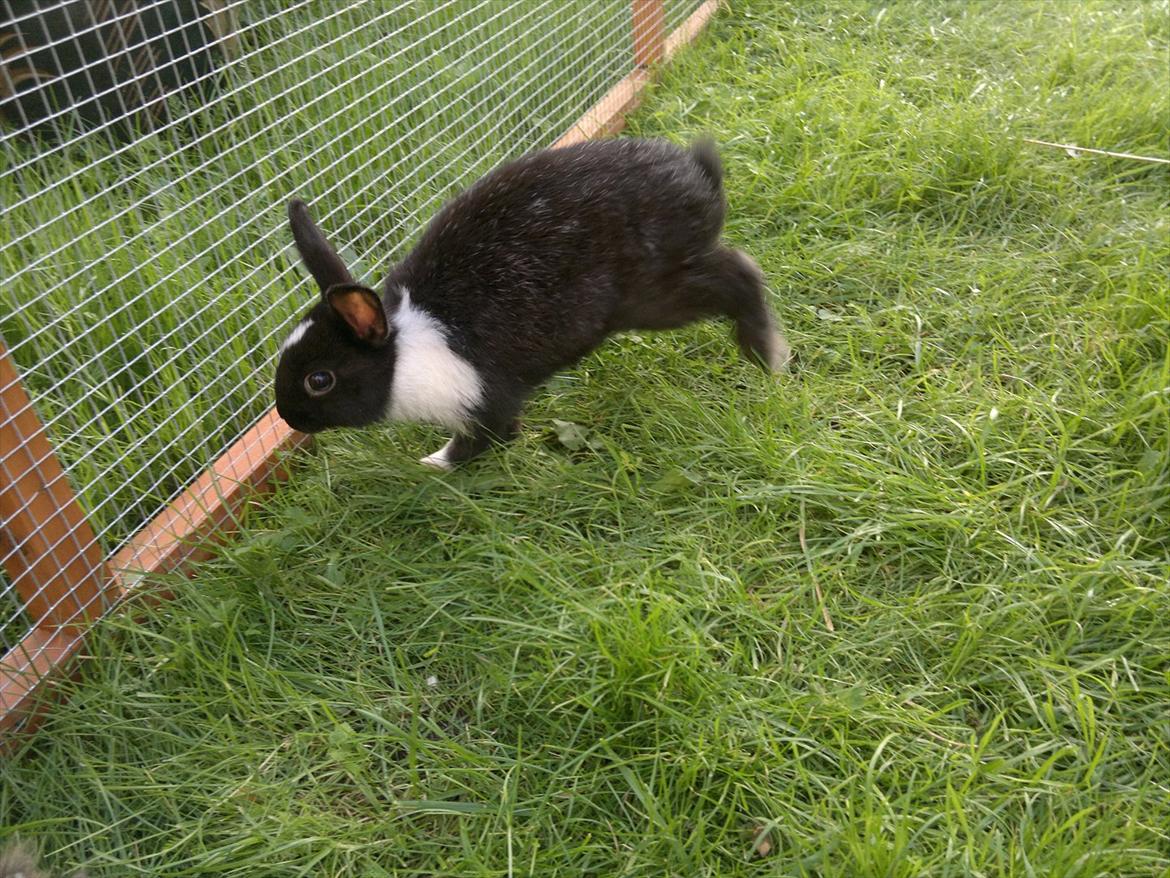 Kanin Sille billede 9