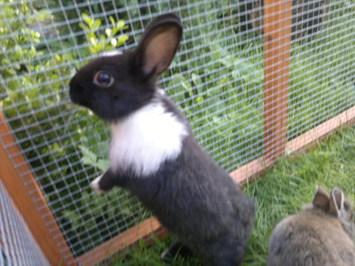 Kanin Sille billede 10