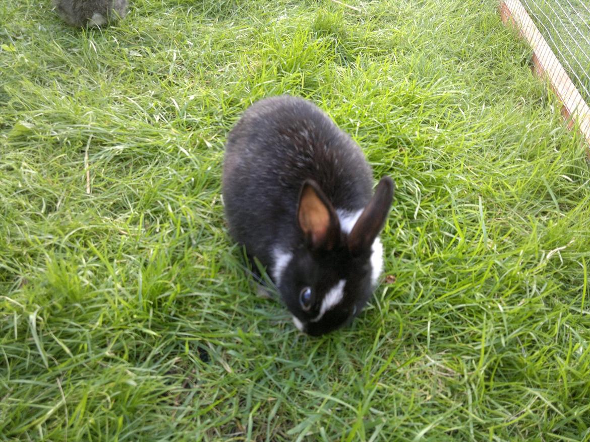 Kanin Sille billede 11