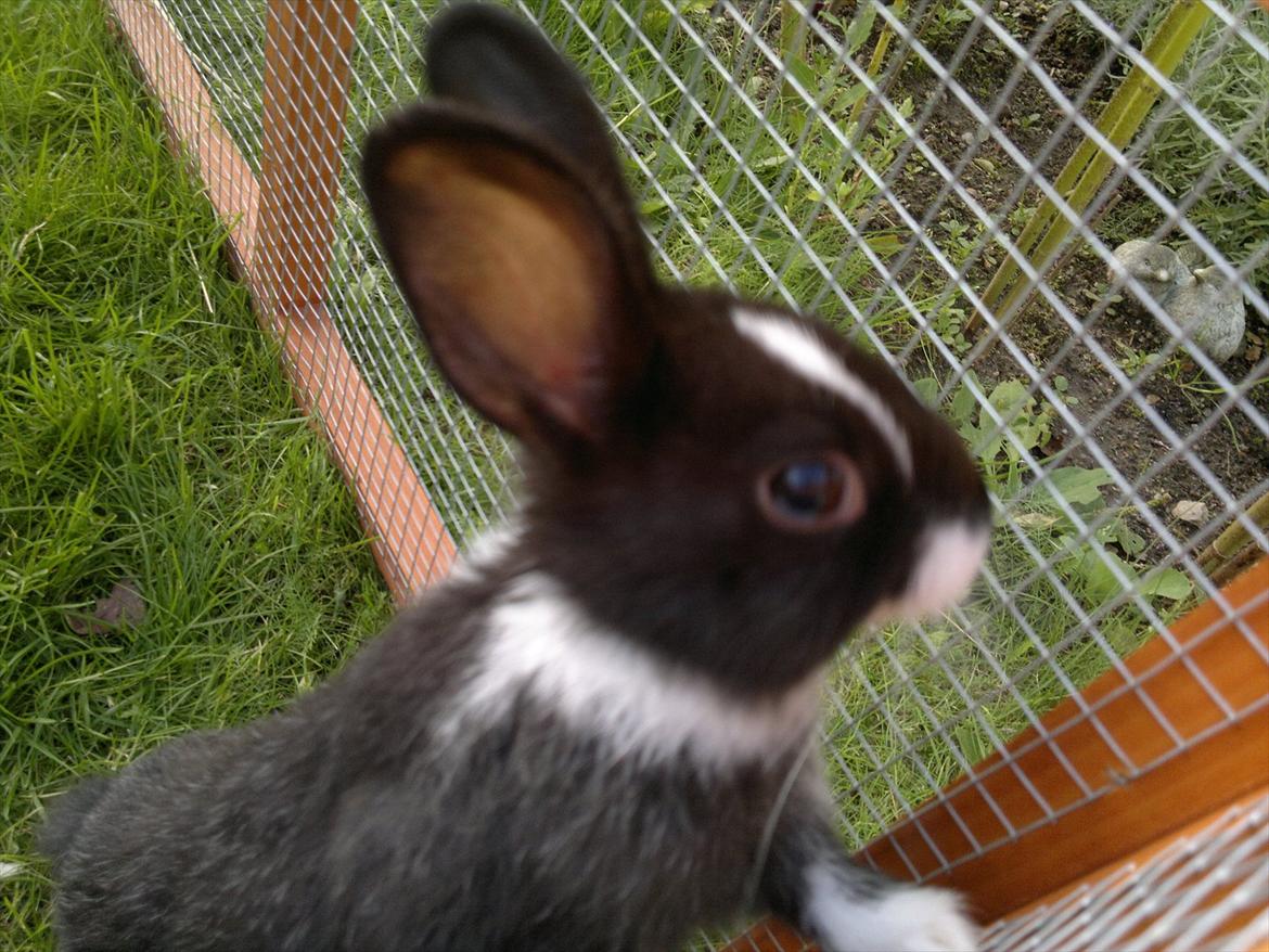 Kanin Sille billede 12