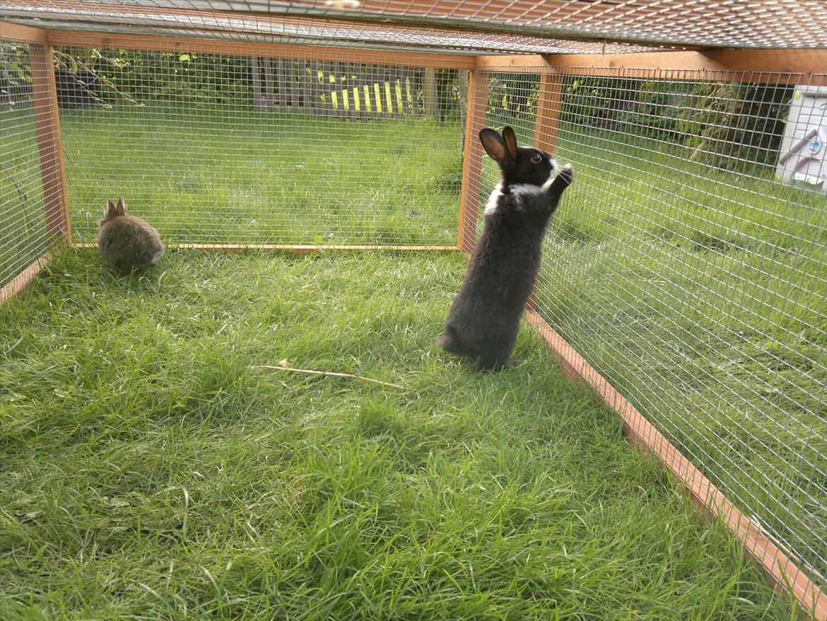 Kanin Sille billede 13