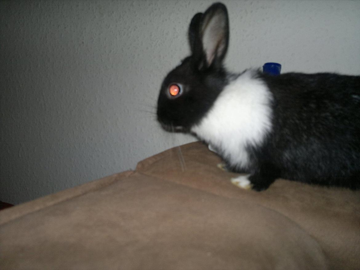 Kanin Sille billede 15