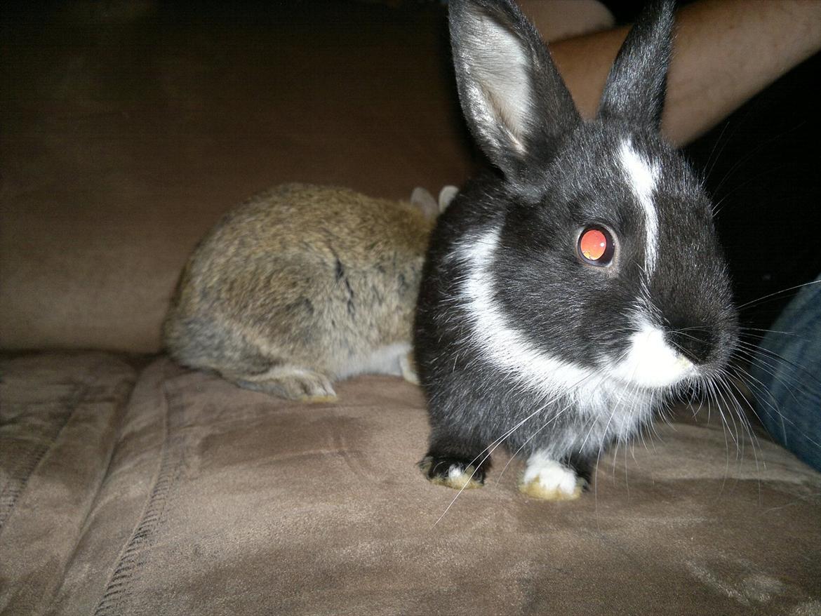 Kanin Sille billede 16