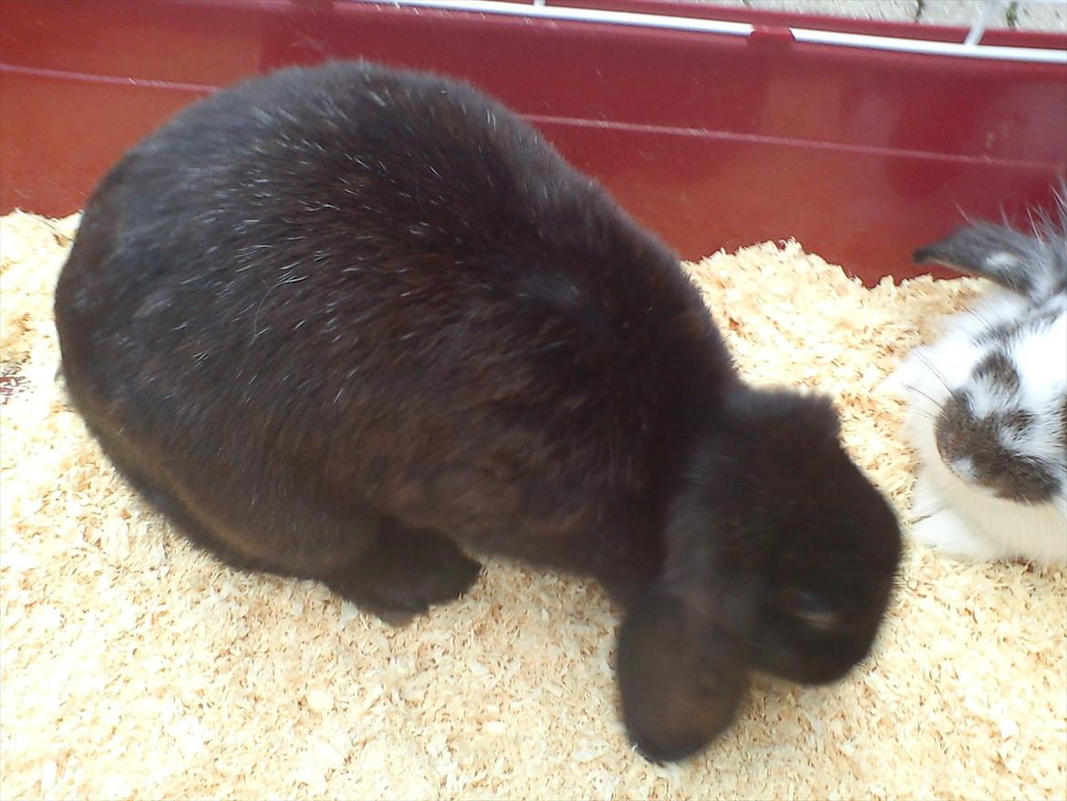Kanin Black Beauti Star billede 4
