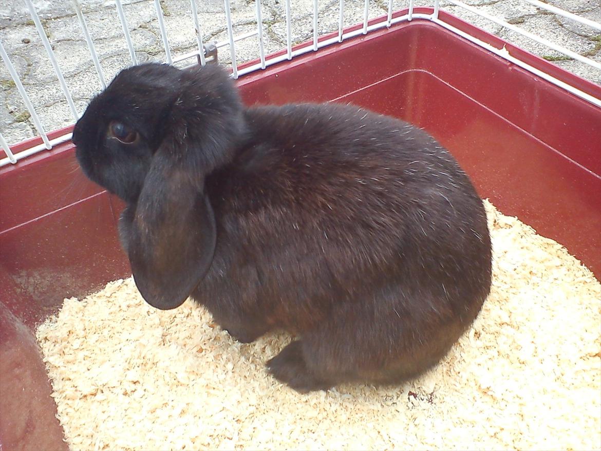 Kanin Black Beauti Star billede 5