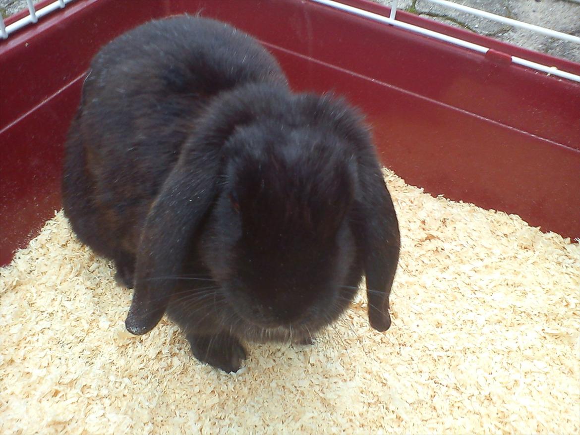 Kanin Black Beauti Star billede 8