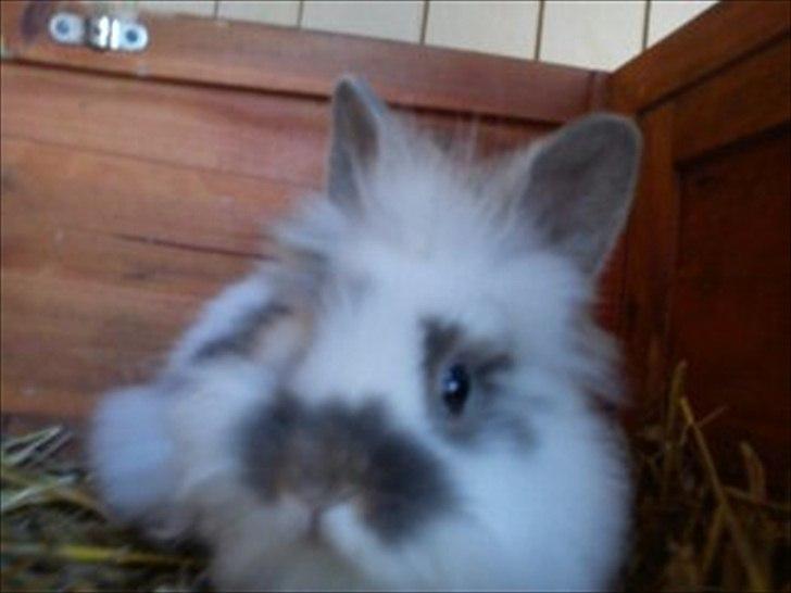 Kanin Mr. Happy billede 1