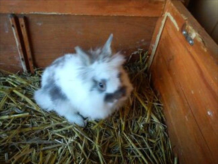 Kanin Mr. Happy billede 2