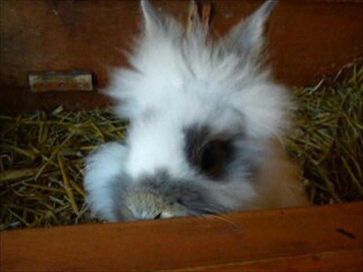 Kanin Mr. Happy billede 3