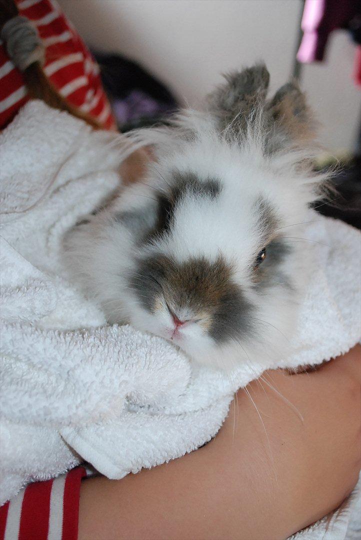 Kanin Mr. Happy billede 4