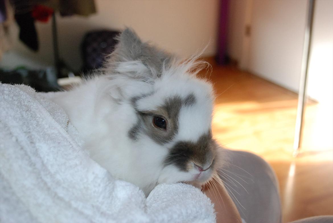 Kanin Mr. Happy billede 5