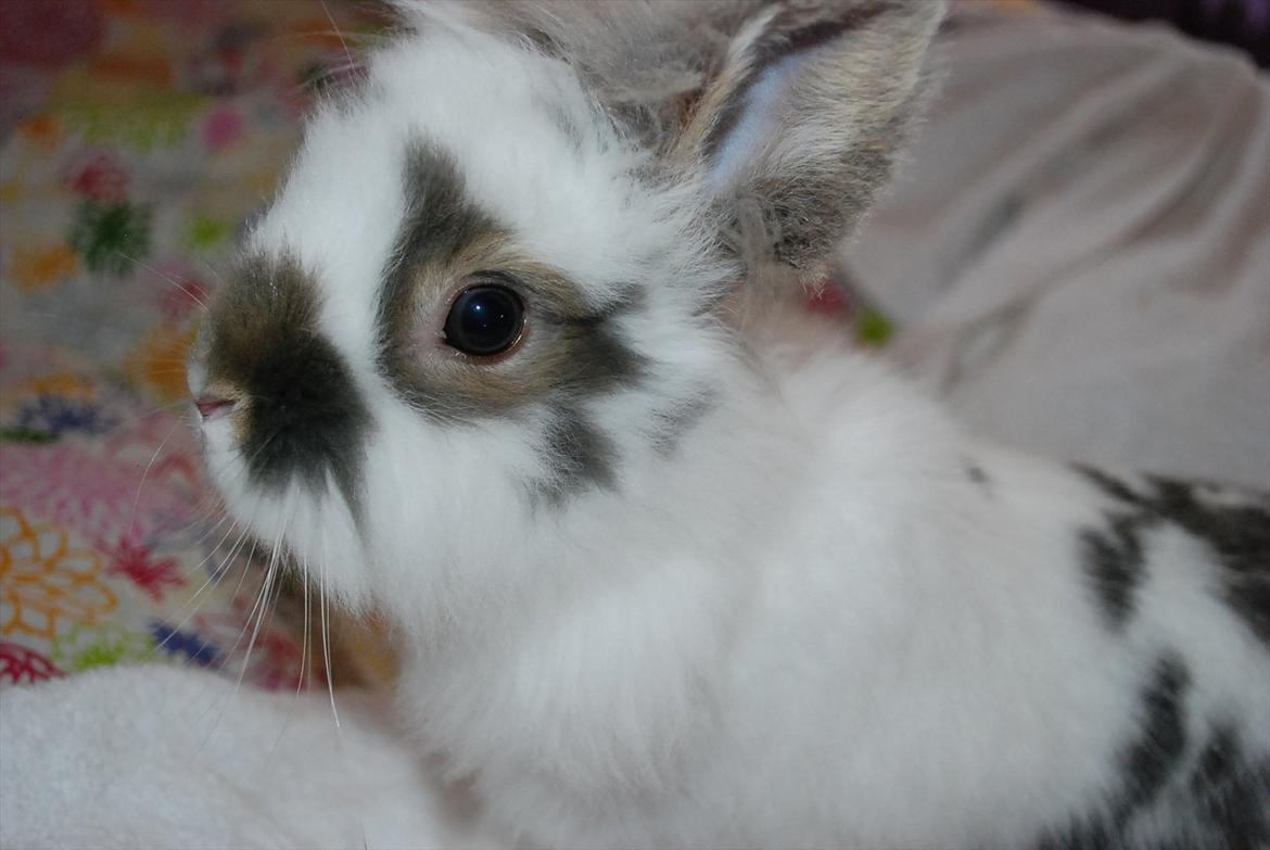 Kanin Mr. Happy billede 6