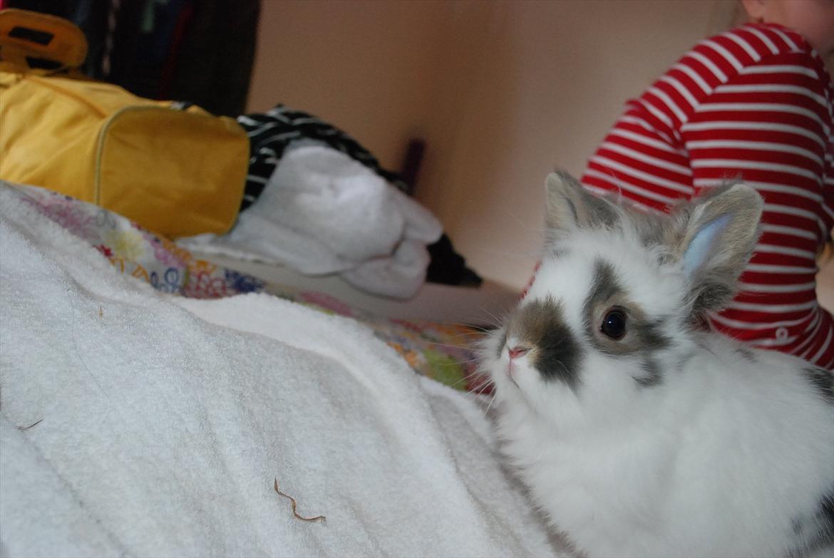 Kanin Mr. Happy billede 7