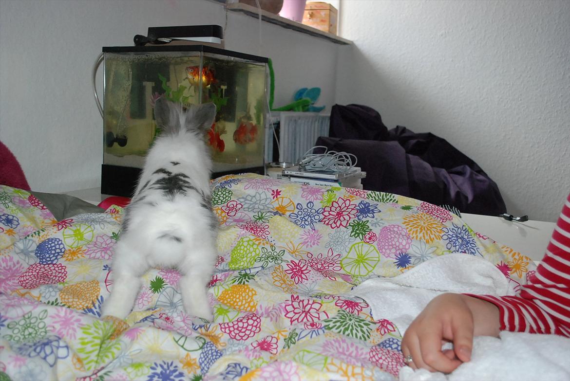 Kanin Mr. Happy - "ih de fisk er altså søde:O)" billede 8