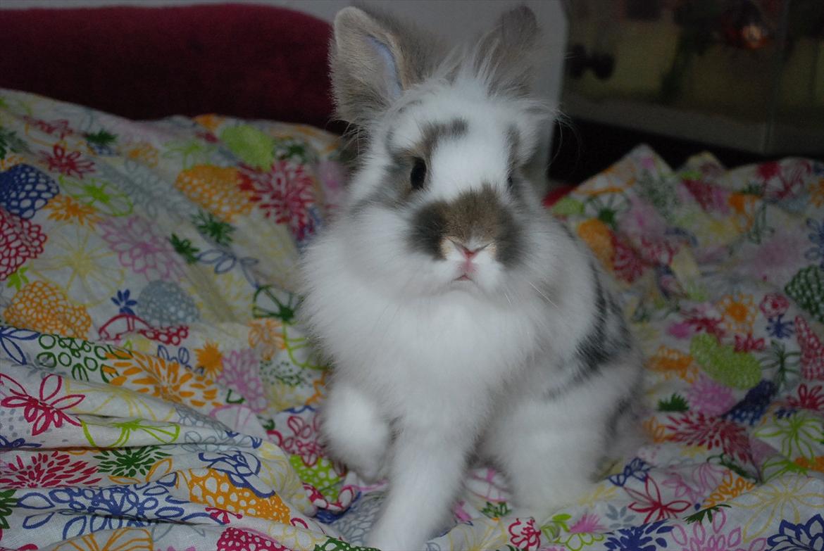 Kanin Mr. Happy billede 9